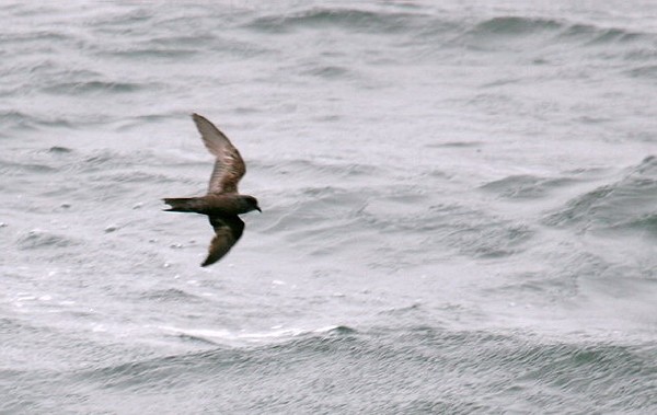 Ashy Storm-Petrel